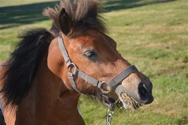 Mash foder til heste – Hvordan det kan forbedre din hests performance