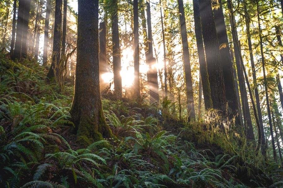 3 ting du ikke vidste om Fjellerup