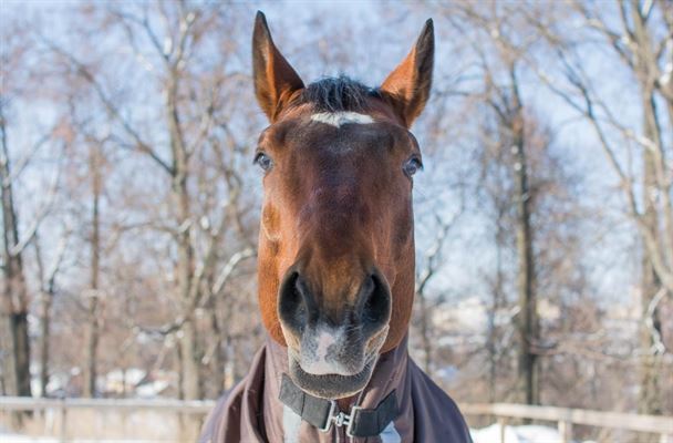 Det helt rigtige vinter rideudstyr – Hvad er det ?