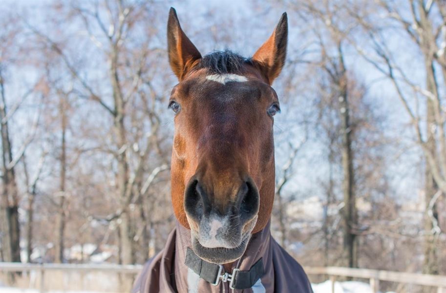 Det helt rigtige vinter rideudstyr – Hvad er det ?