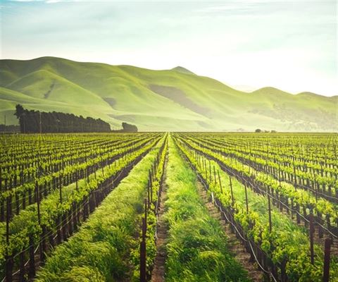 Kvalitets rødvinsdruer